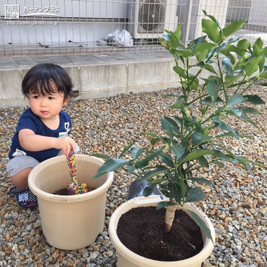 植樹の様子