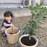 植樹の様子