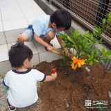 植樹の様子