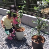 ブルーベリー植樹の様子①