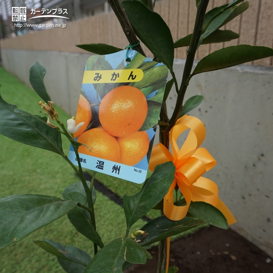 植樹された記念樹①
