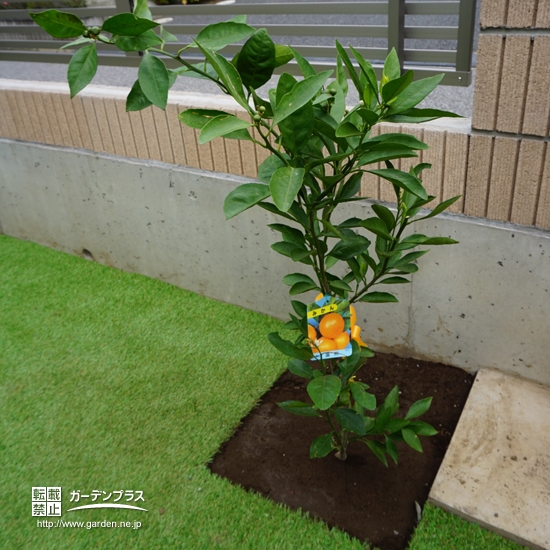 植樹された記念樹②
