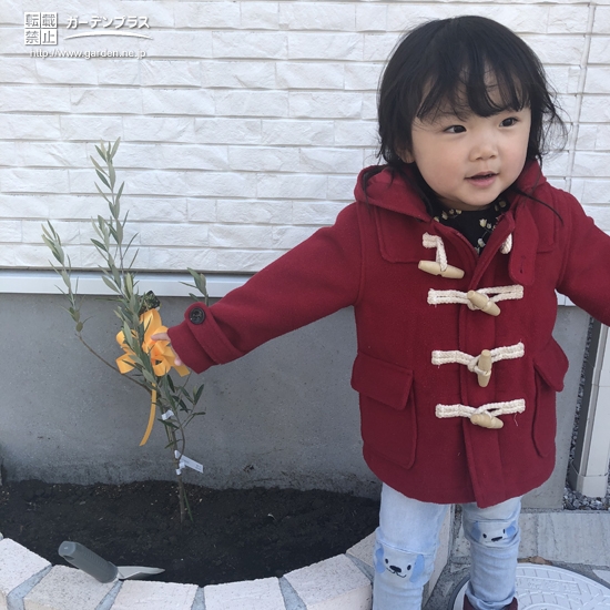 植樹後のオリーブ