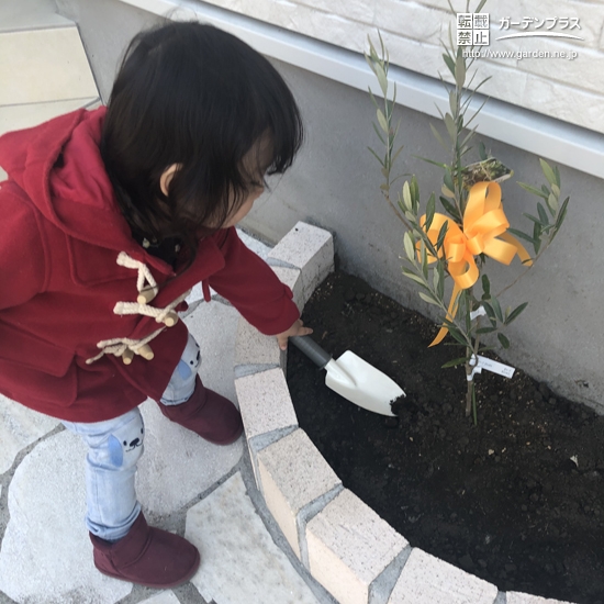 オリーブ植樹の様子