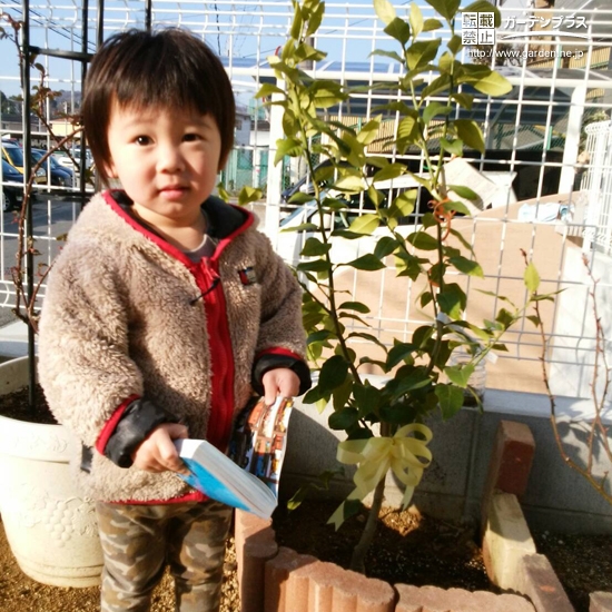 レモン植樹の様子②