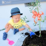 オリーブ植樹の様子②