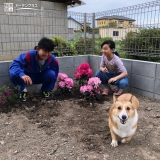 西洋シャクナゲ植樹の様子①