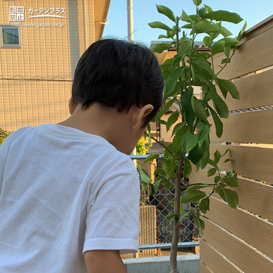 レモン植樹の様子①