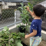 レモン植樹の様子②