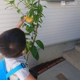 レモン植樹の様子