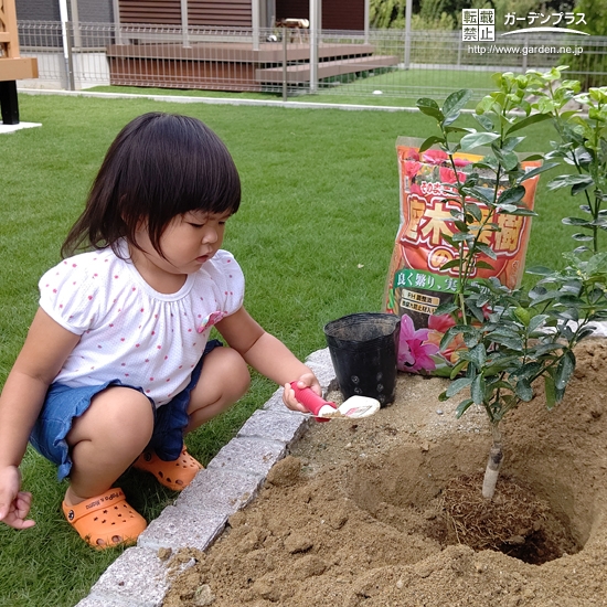 キンカン植樹の様子