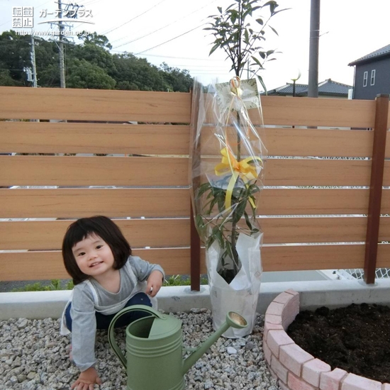 植樹前のシラカシ