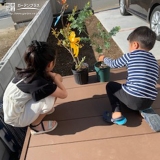 ミモザとブルーベリー植樹の様子