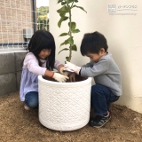 レモン植樹の様子