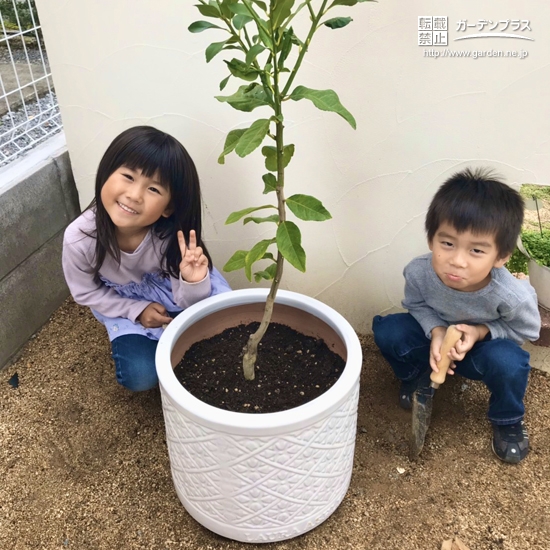 植樹後のレモン