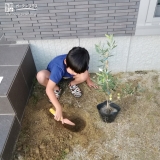 オリーブ植樹の様子