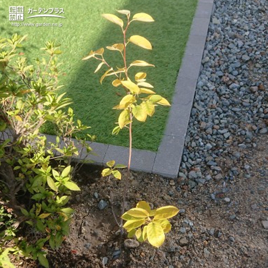 植樹後のジューンベリー②