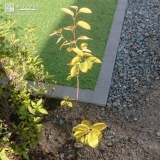 植樹後のジューンベリー②