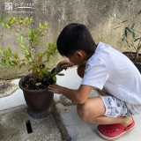 ブルーベリー植樹の様子①