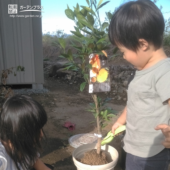 温州ミカン植樹の様子