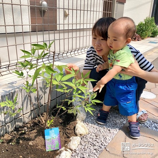 植樹の様子