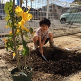 植樹の様子