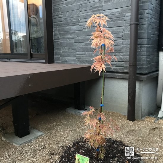 植樹された記念樹