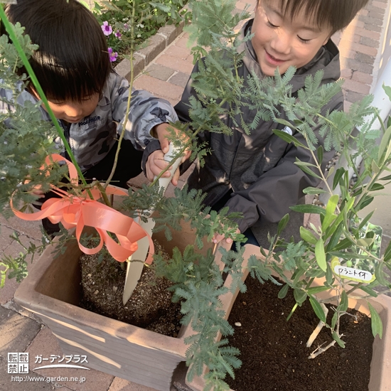 植樹の様子