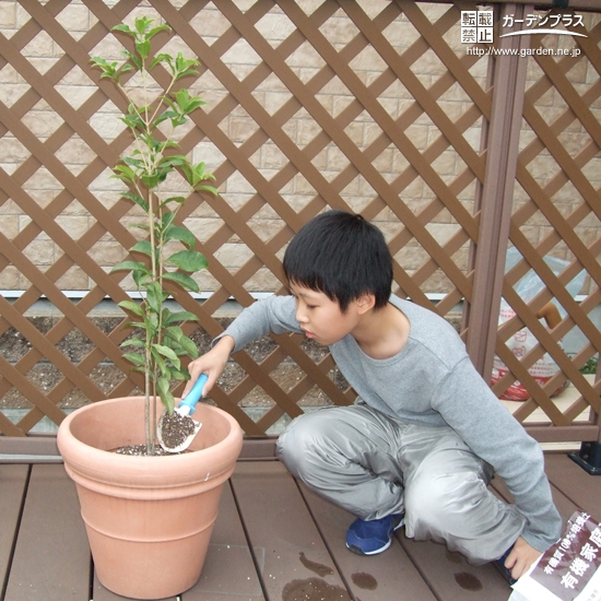 植樹の様子