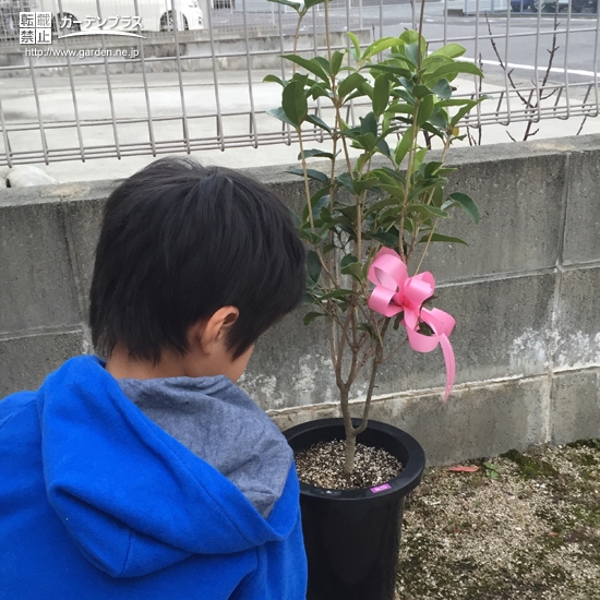 四季咲きモクセイ植樹の様子