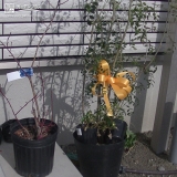 記念樹のブルーベリーとシマトネリコ