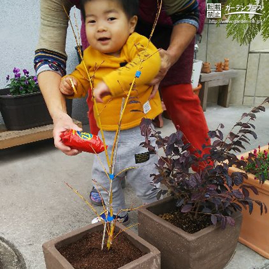 もみじ植樹の様子