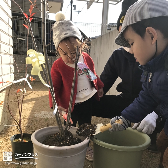 ブルーベリーとジューンベリー植樹の様子