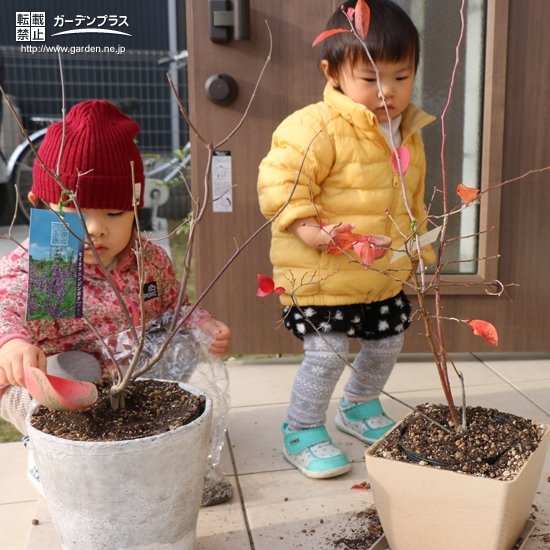 記念樹植樹の様子