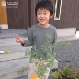 植樹後のミモザ