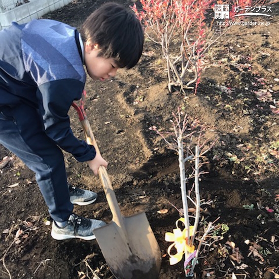 記念樹植樹の様子①