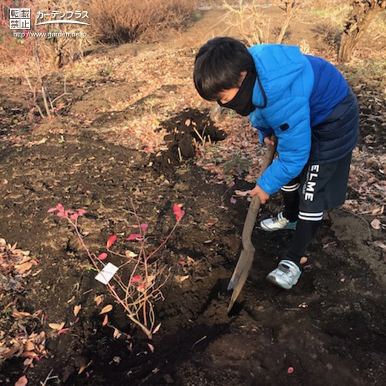 記念樹植樹の様子②
