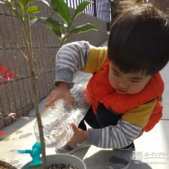 キンモクセイへの水やりの様子