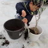 オリーブ植樹の様子