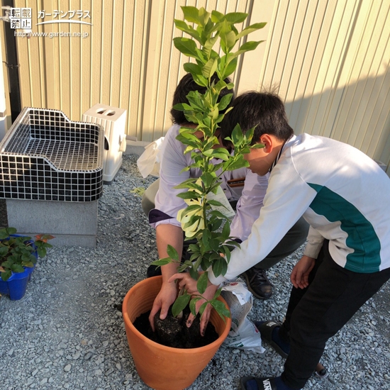 レモン植樹の様子
