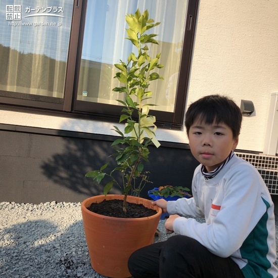 植樹後のレモン