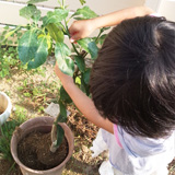 兵庫県神戸市西区キンモクセイとレモンの植樹風景