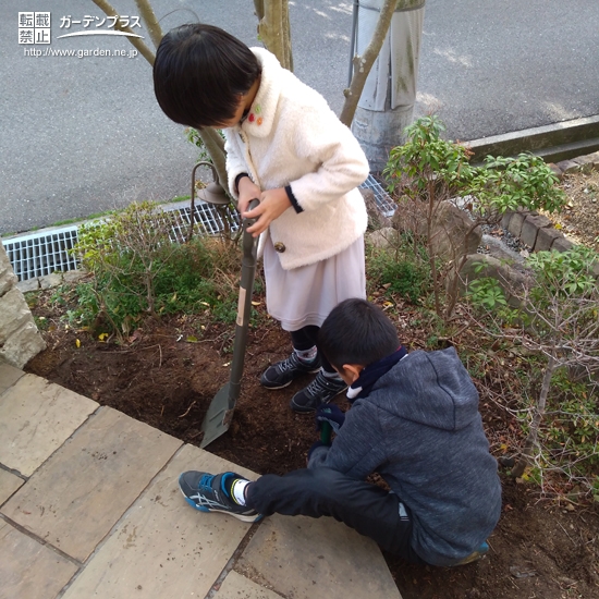 ツバキ植樹の様子①