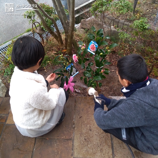 ツバキ植樹の様子③