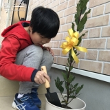 月桂樹植樹の様子