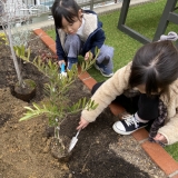 記念樹を植樹の様子