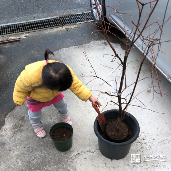 植樹の様子