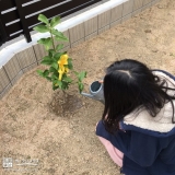 植樹の様子①