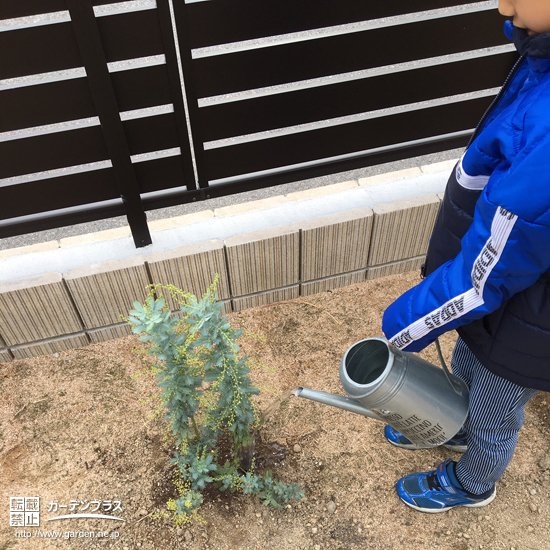 植樹の様子②