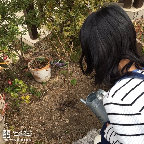 植樹の様子③